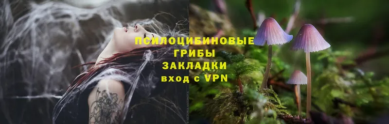 Галлюциногенные грибы Psilocybe  где найти наркотики  Нолинск 